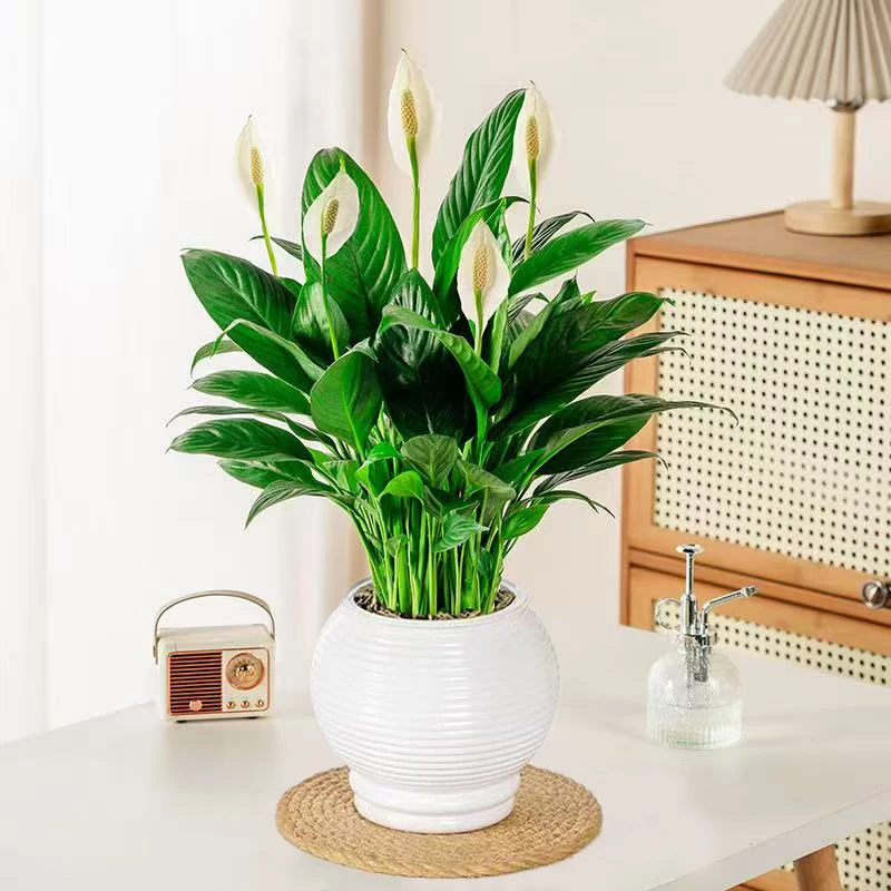 一帆风顺白掌盆栽水培室内花卉绿植带花盆营养液净化空气