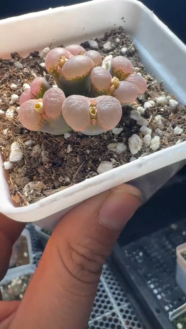 h****i肉锥多肉植物5-81