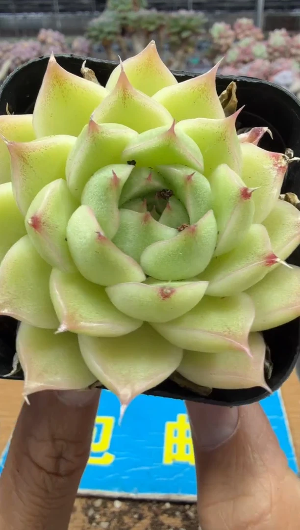 东云多肉园二店-716