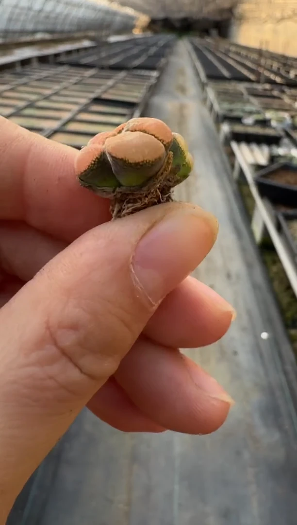 【闪购商品】17-99