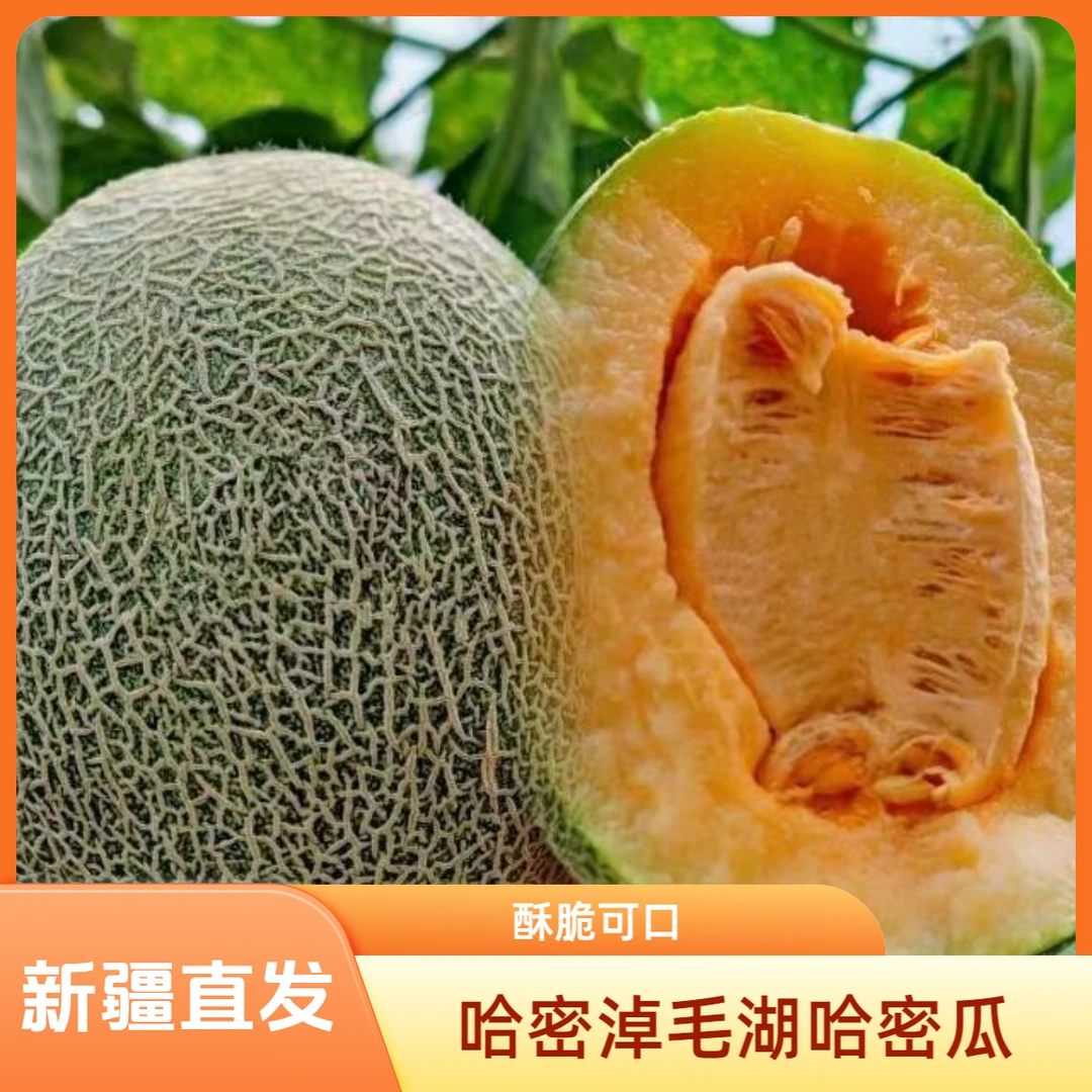 【顺丰包邮】新疆淖毛湖哈密瓜17斤装淖毛湖哈密瓜王中王西州蜜17号
