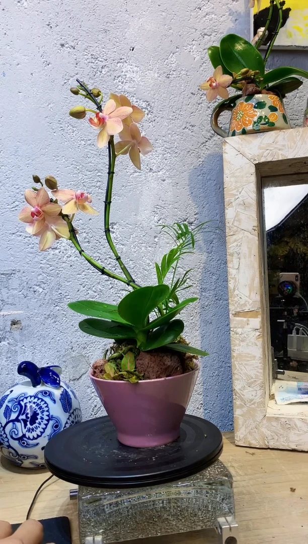 大部分花苞少量开放987小众蝴蝶兰艺术盆景一物一拍