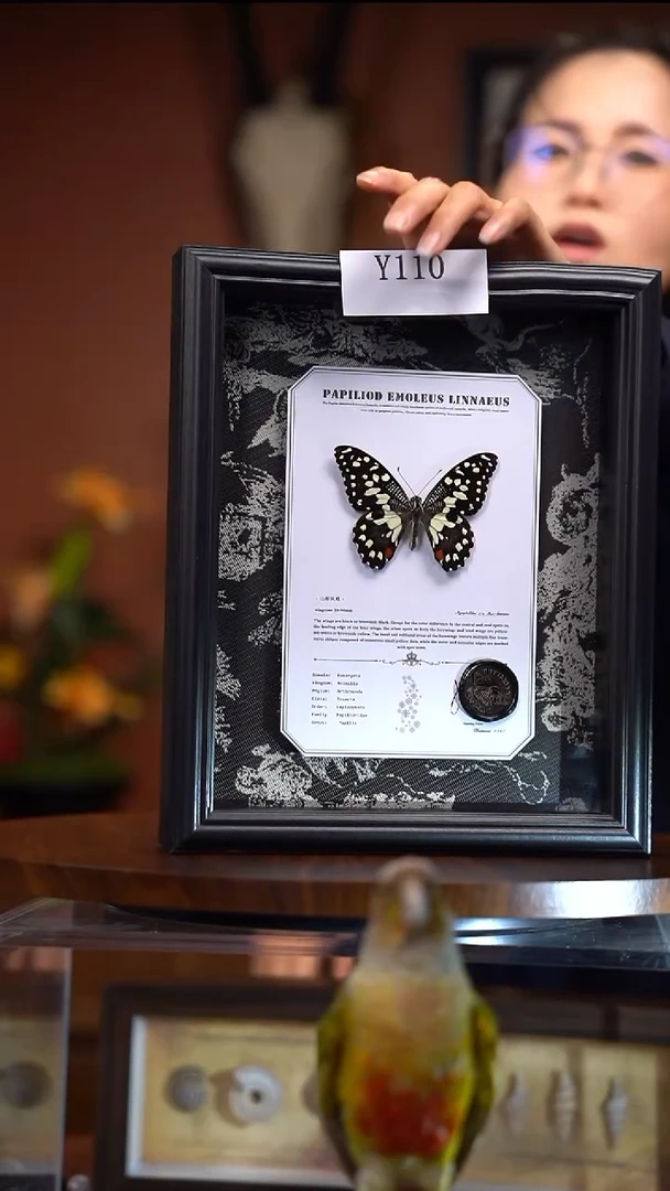 Y110    达摩凤蝶   绢布款