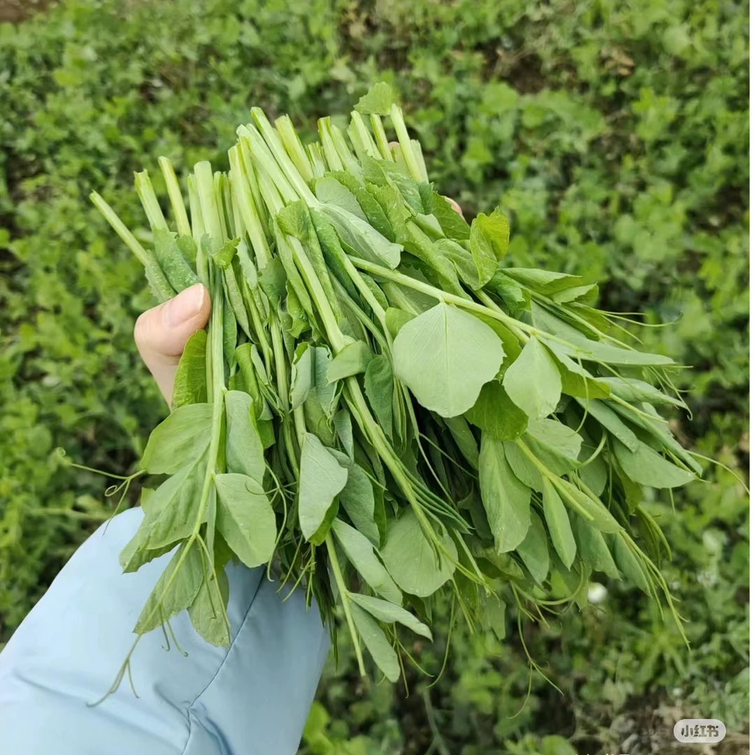 乡村农家种植豌豆尖，现摘现发