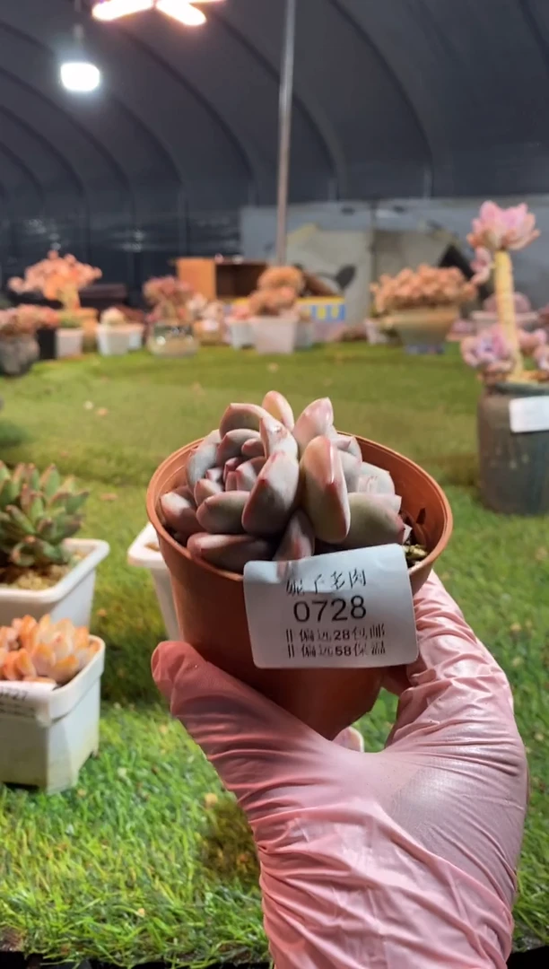 【闪购商品】0728a