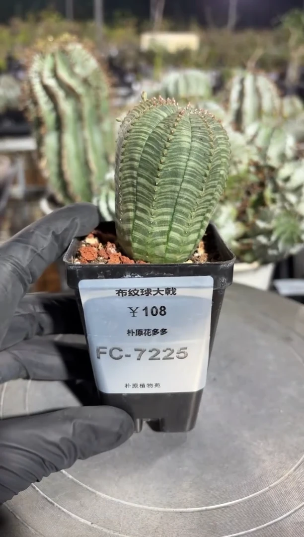 布纹球大戟FC-7225