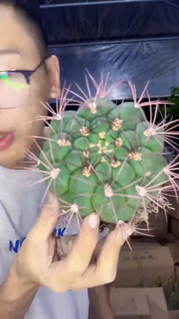 实生根 新天地 8-11cm