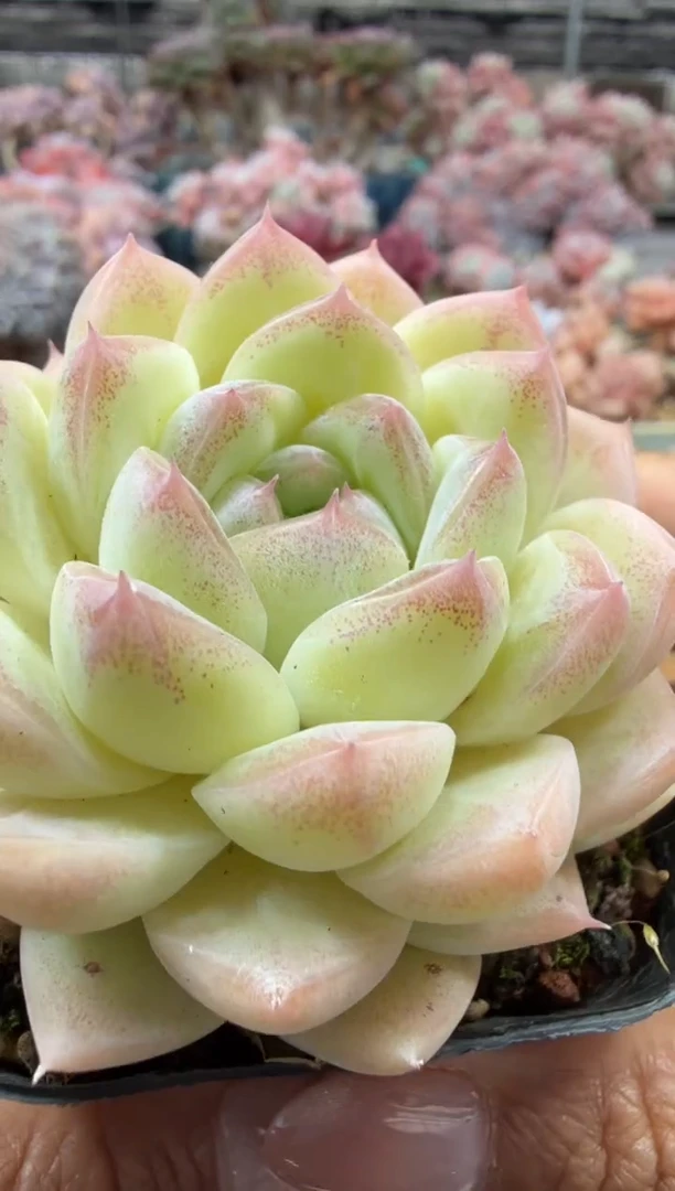 东云多肉园二店-213