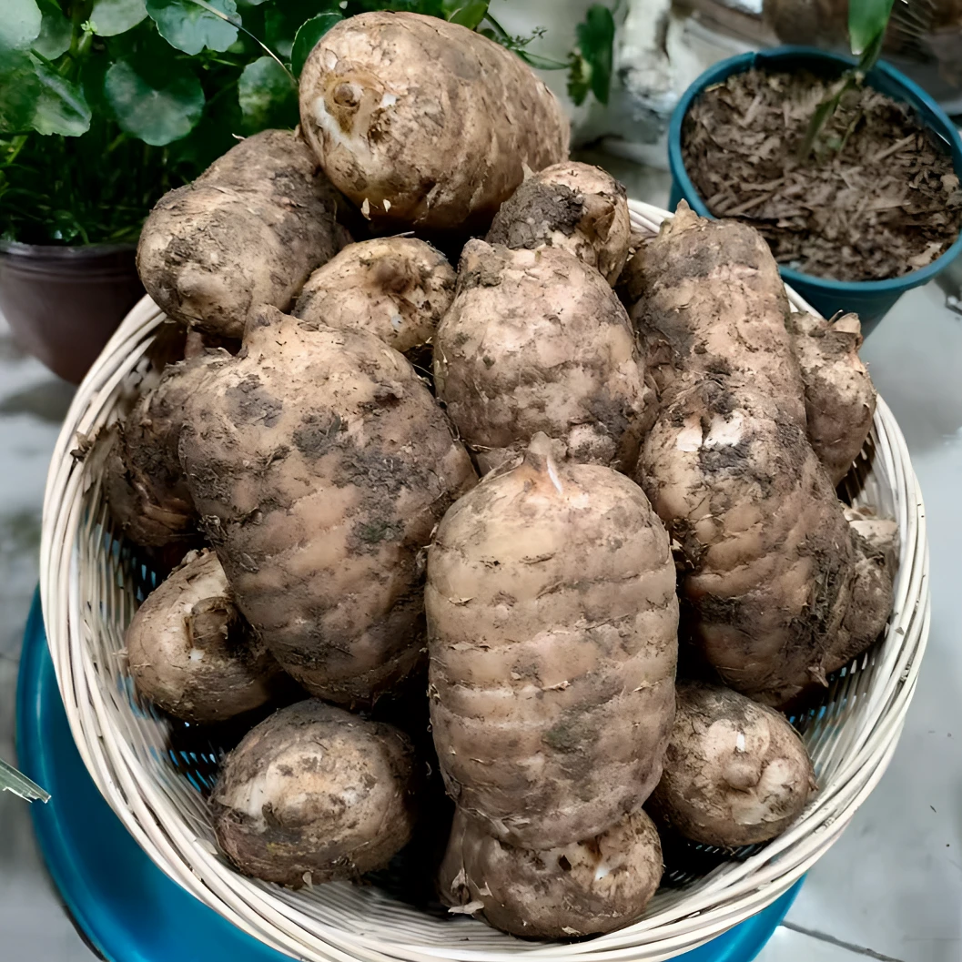 正宗/新鲜天麻/产地云南昭通小草坝产地煲汤泡酒野外种植三年采收