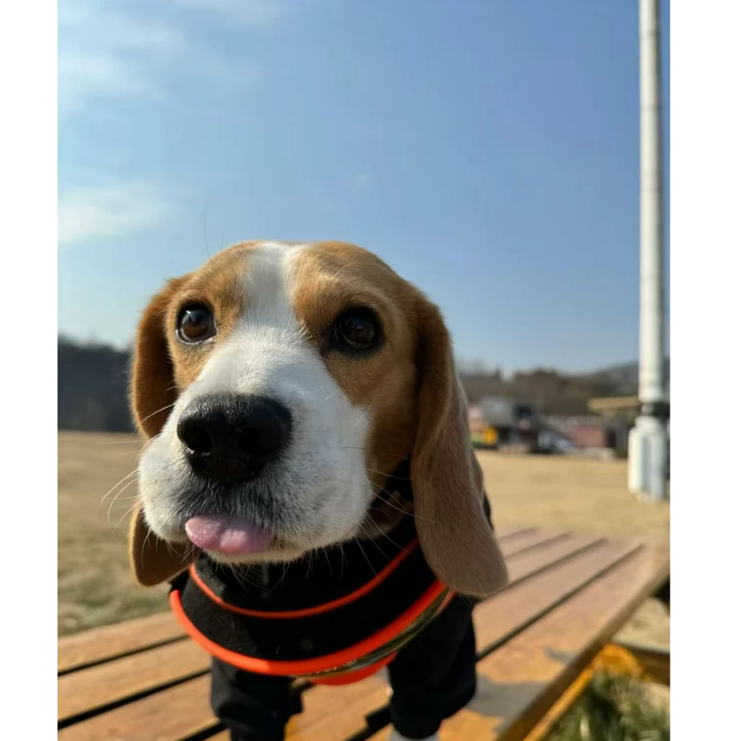 笑天宠物活体比格犬纯种比格幼犬