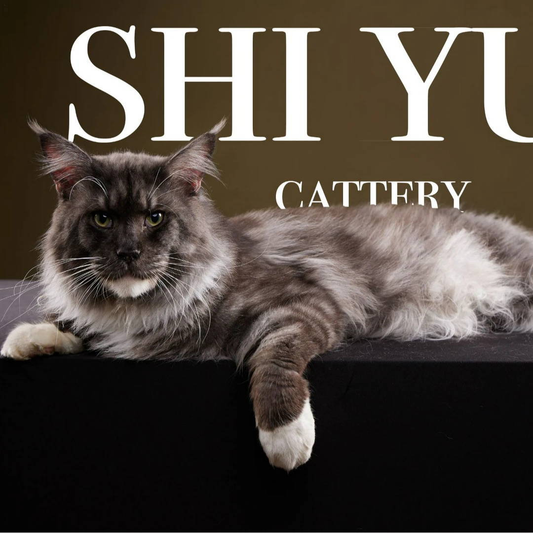 十月缅因猫舍本地自提定金链接