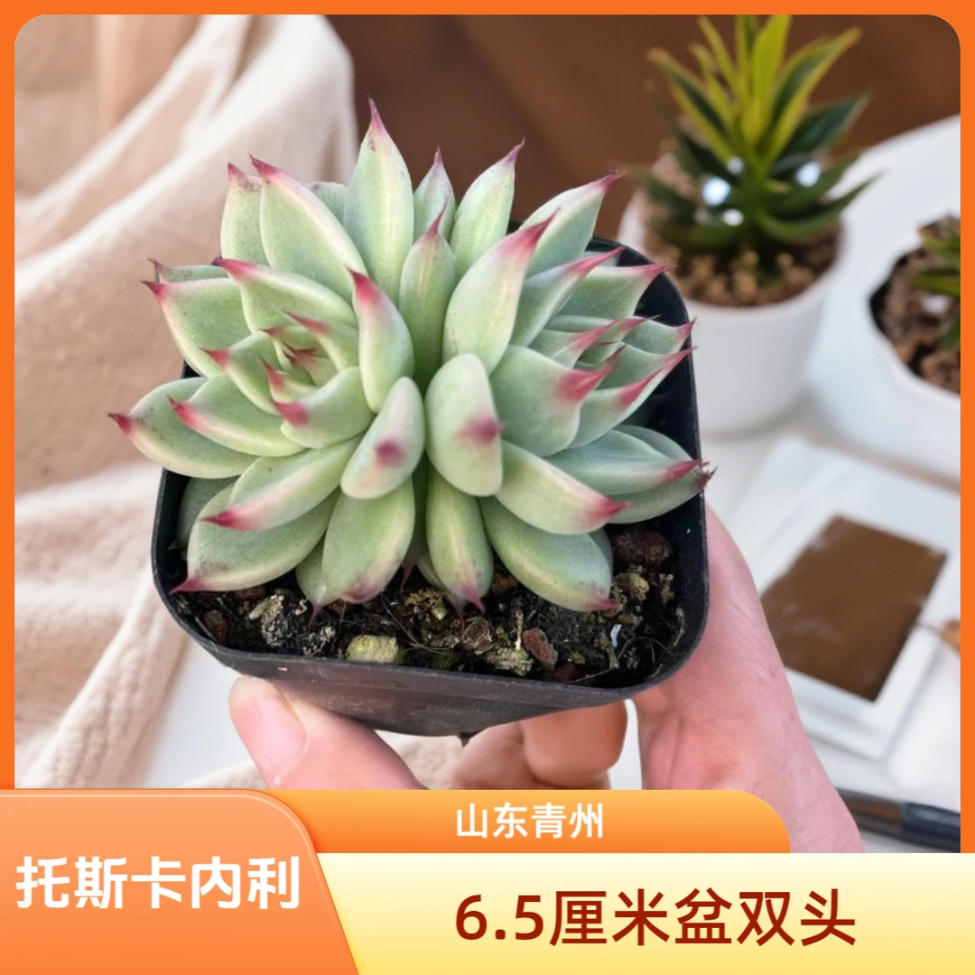 托斯卡内利6.5厘米盆老桩山东多肉