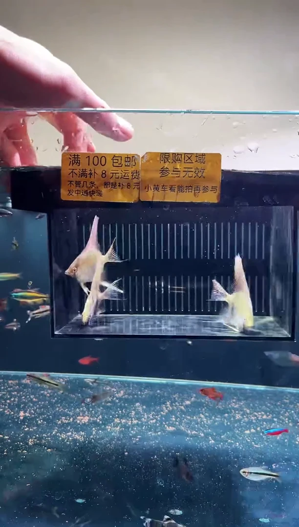 神仙鱼神仙鱼一物一拍