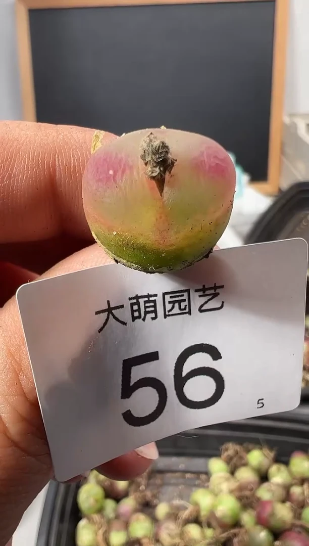 【闪购商品】++++56