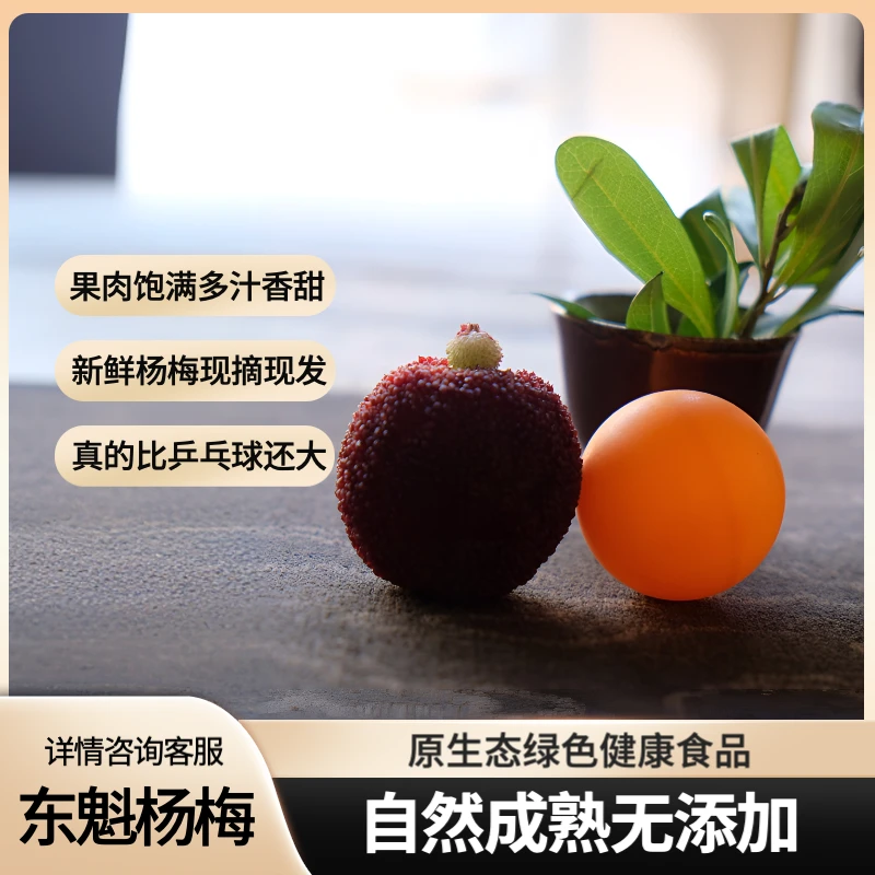 [11A贡品级]豪华礼盒青田高山东魁 35-37mm现摘现发顺丰包邮