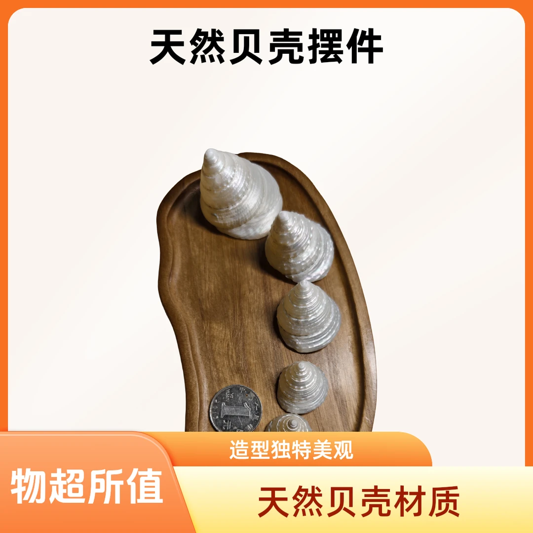 天然海螺贝壳荧光珠光七彩塔罗寄居蟹摆件装饰鱼缸景DIY学生美工