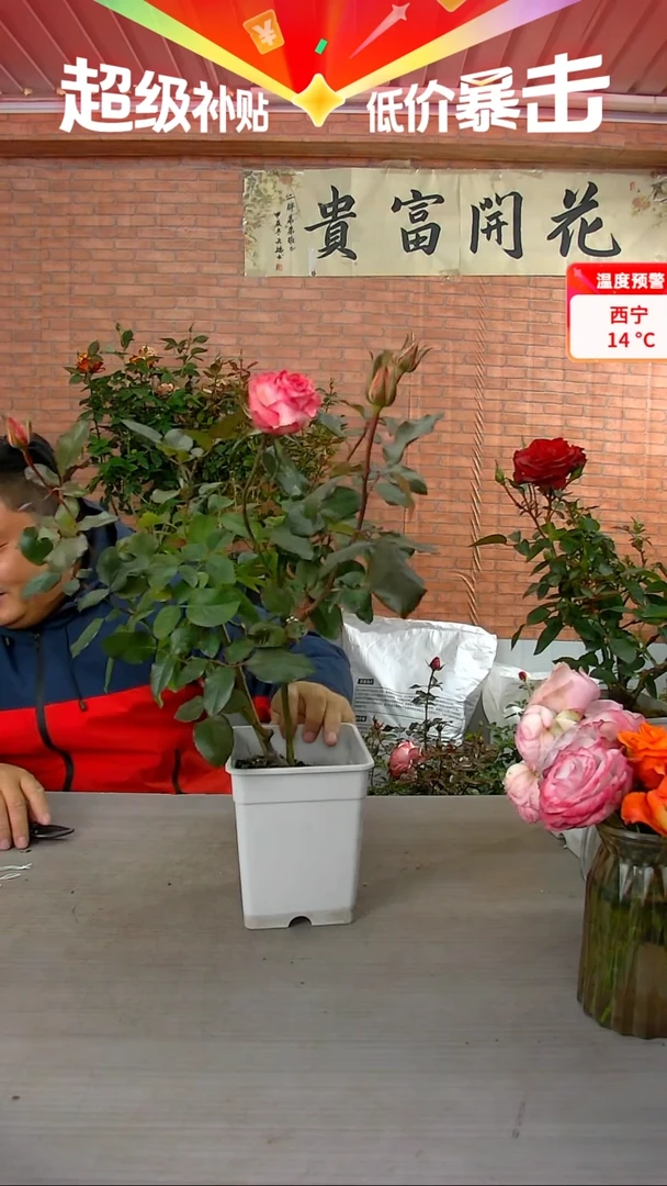 当前无花朵，栽培后可花朵艾莎