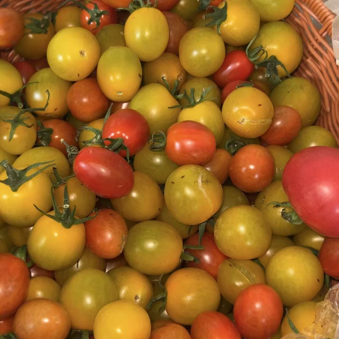 清甜浓香圣女果小番茄