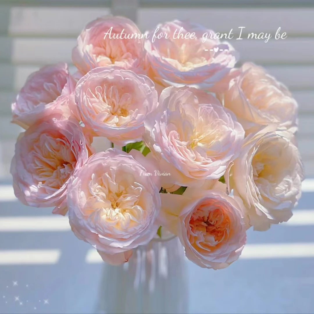 【艺嘉月亮女神】玫瑰家用鲜花/花束  云南鲜花基地直发