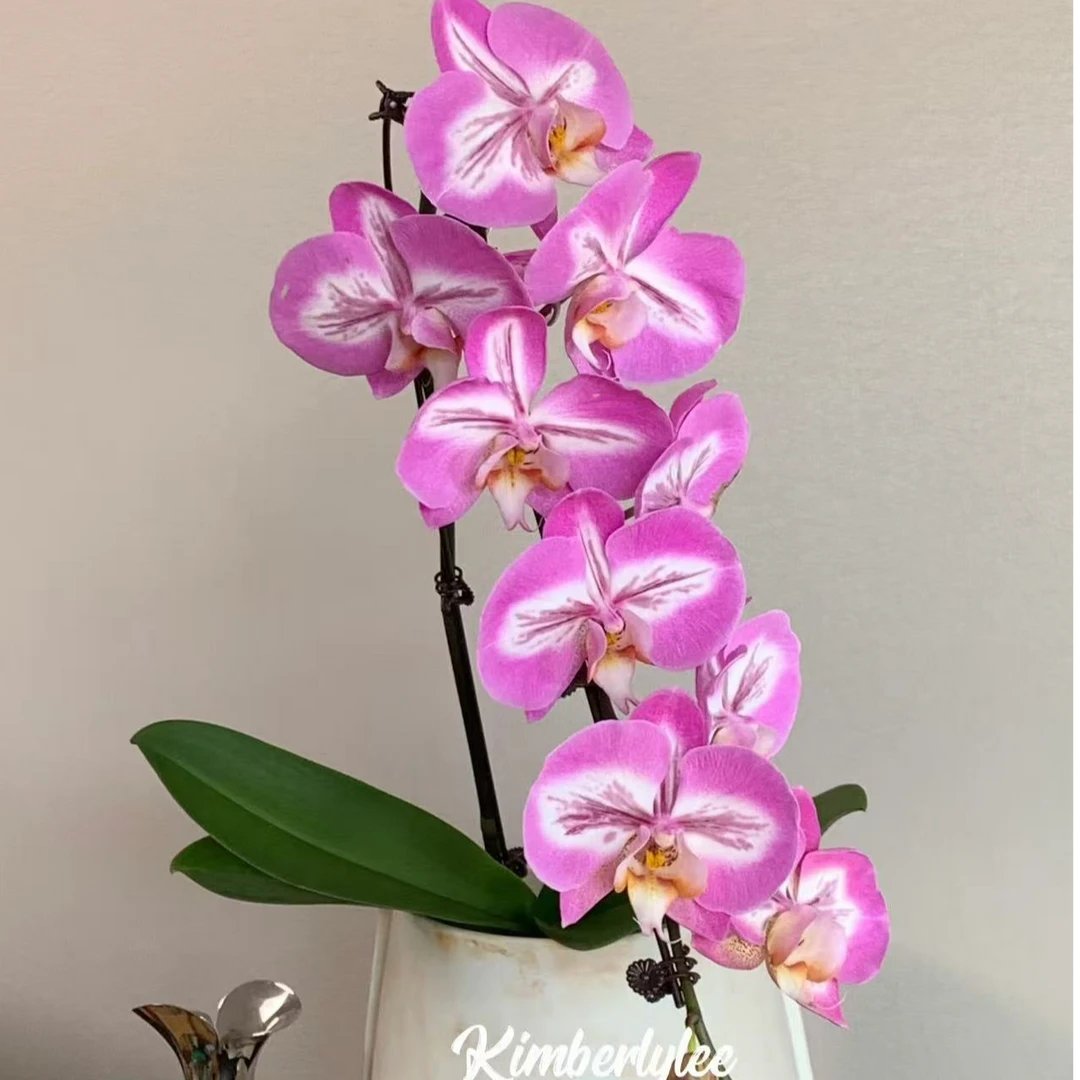 【3.5寸加高杯】 大花 布隆迪 蝴蝶兰 修剪掉花剑  叶面微瑕 发货