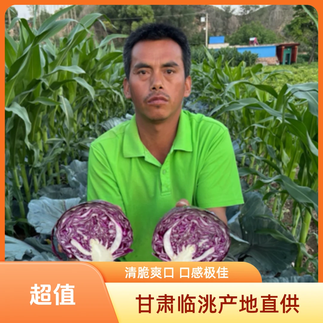 甘肃临洮农家种植的紫甘蓝蔬菜清脆爽口切细丝凉拌