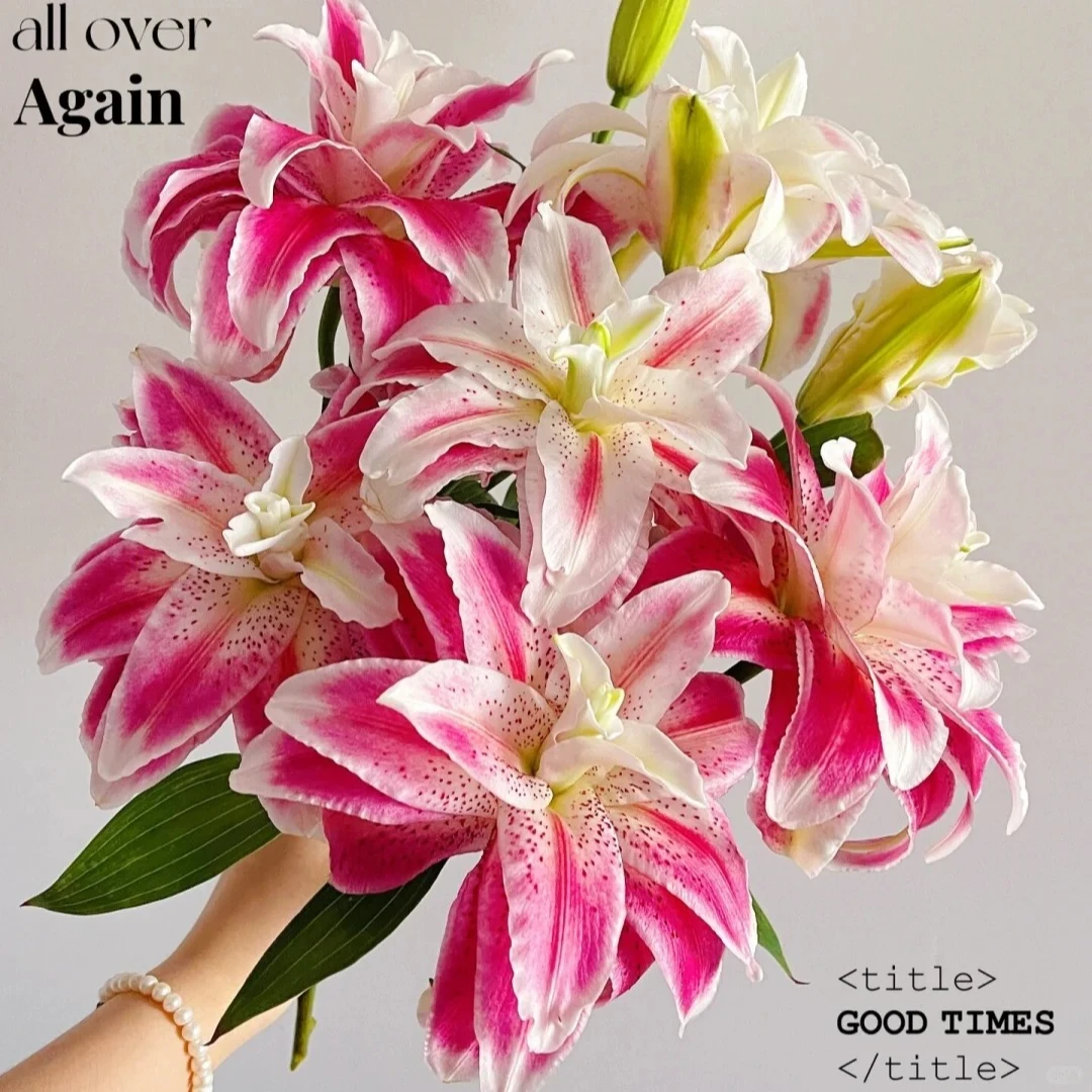 AA级重瓣多头百合-【迪奥】，一单中通包邮，两单升级顺丰冷链包邮