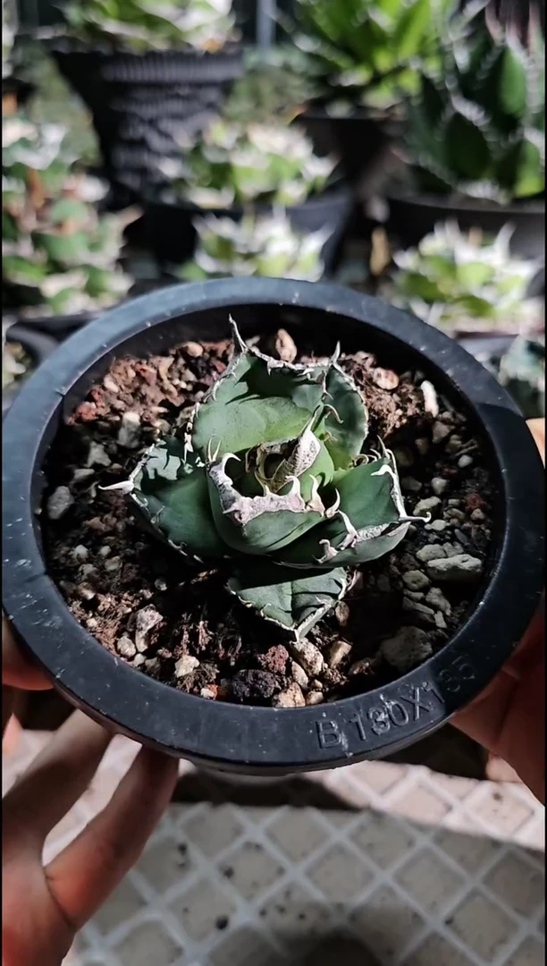 【88折后价】立可白 有根苗 : 基因保证 非组培 源头基地直发