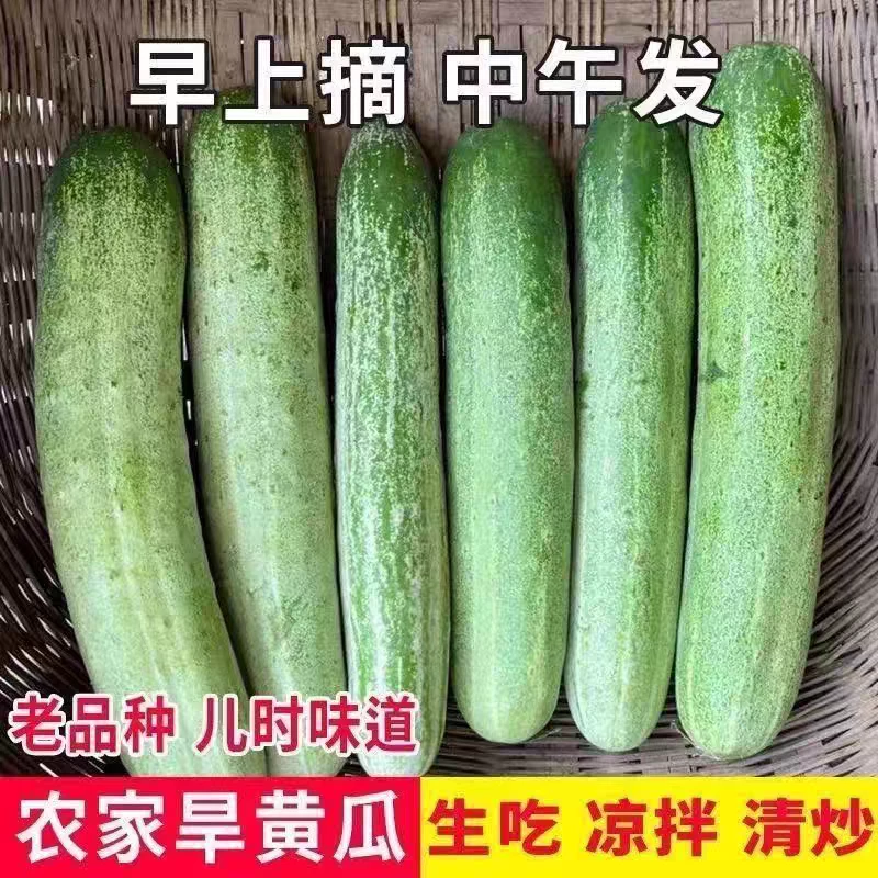 湖北农家自种当季蔬菜新鲜老品种旱黄瓜凉拌炒菜生吃3斤5斤包邮