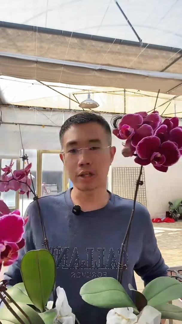 完全开放微瑕蒙彼立埃1棵