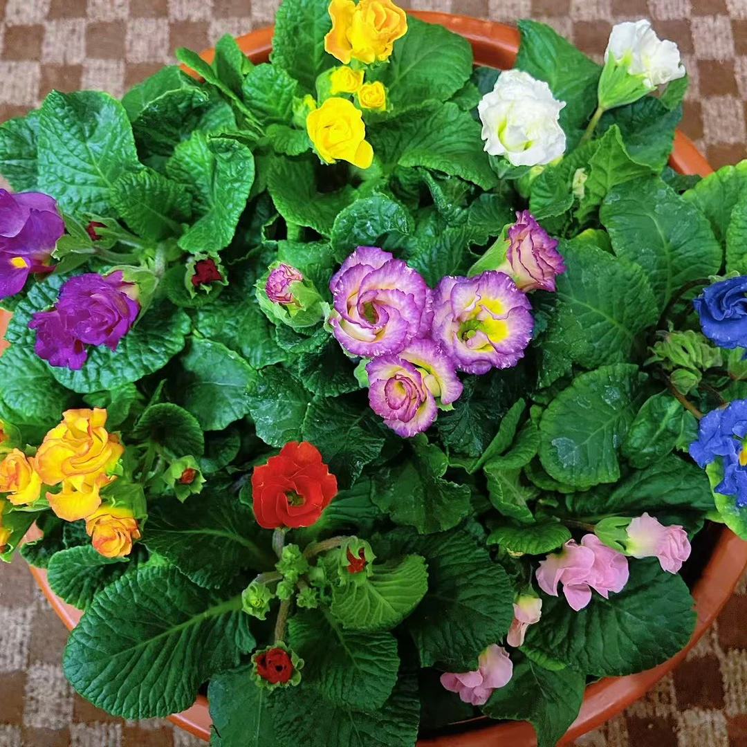 【玫瑰报春花】盆栽带花苞发货冬季耐寒开花带香味（11cm盆）