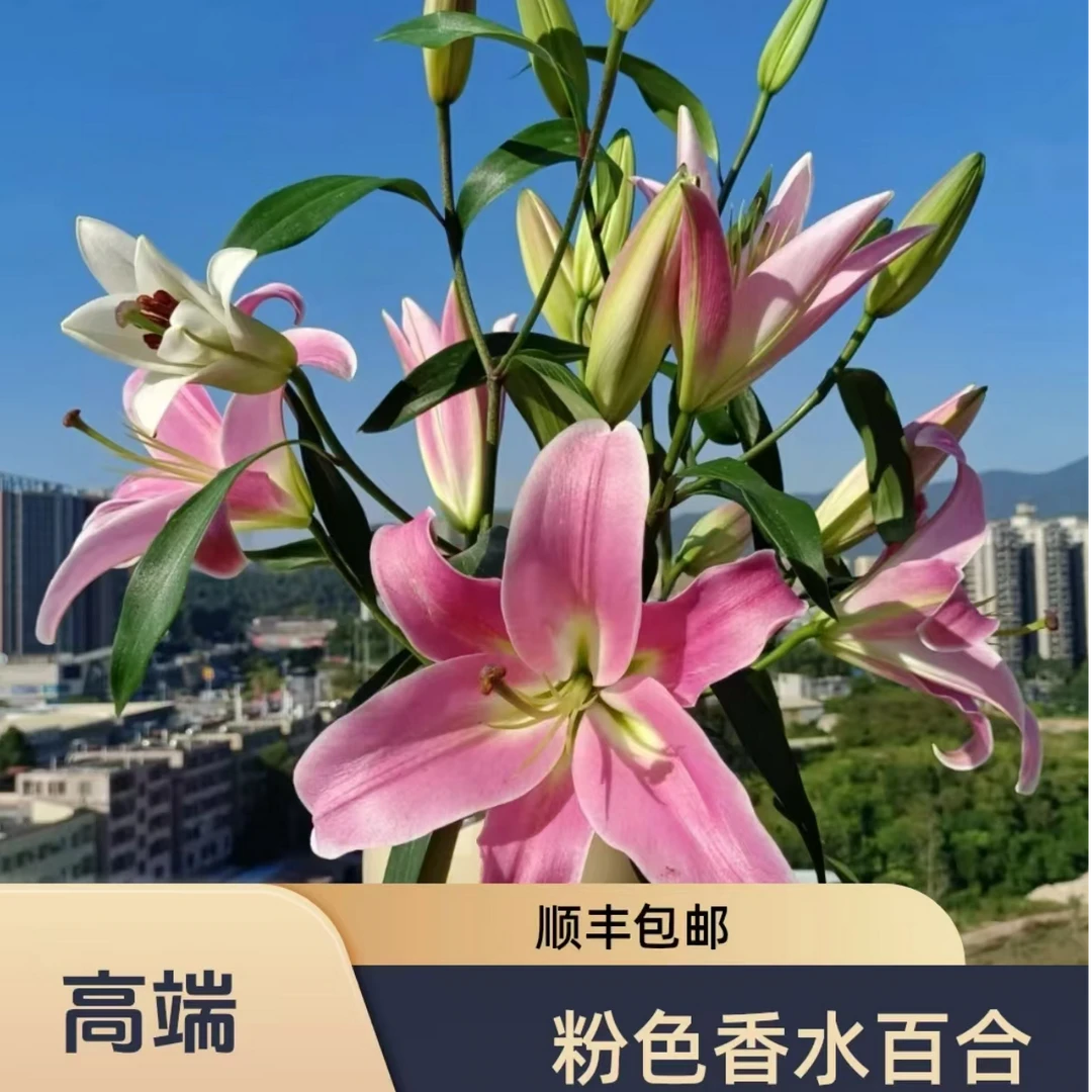 普拉芬多香水百合东北鲜花