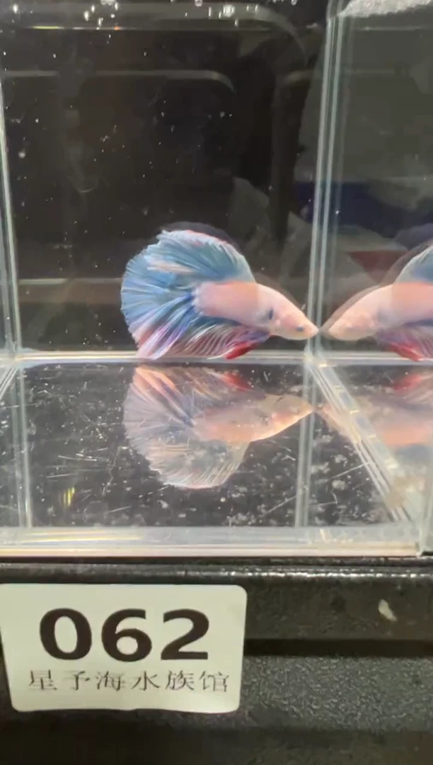 斗鱼迪迪水族A62