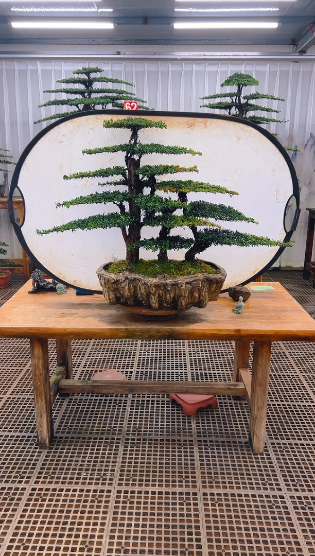 无花朵巨****压精品盆景直播间一物一拍