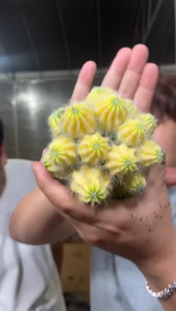 多头 银光锦【带根】9-12cm