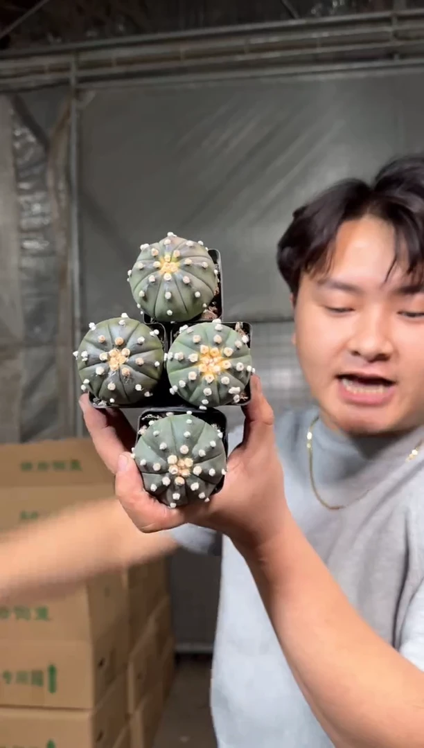 4颗 实生根 星兜 3-5cm