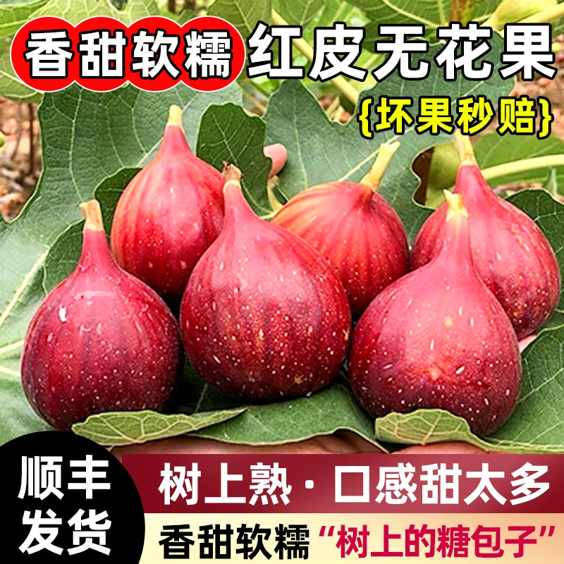 云南红皮无花果新鲜水果新鲜采摘现摘现发树上熟当季水果顺丰包邮