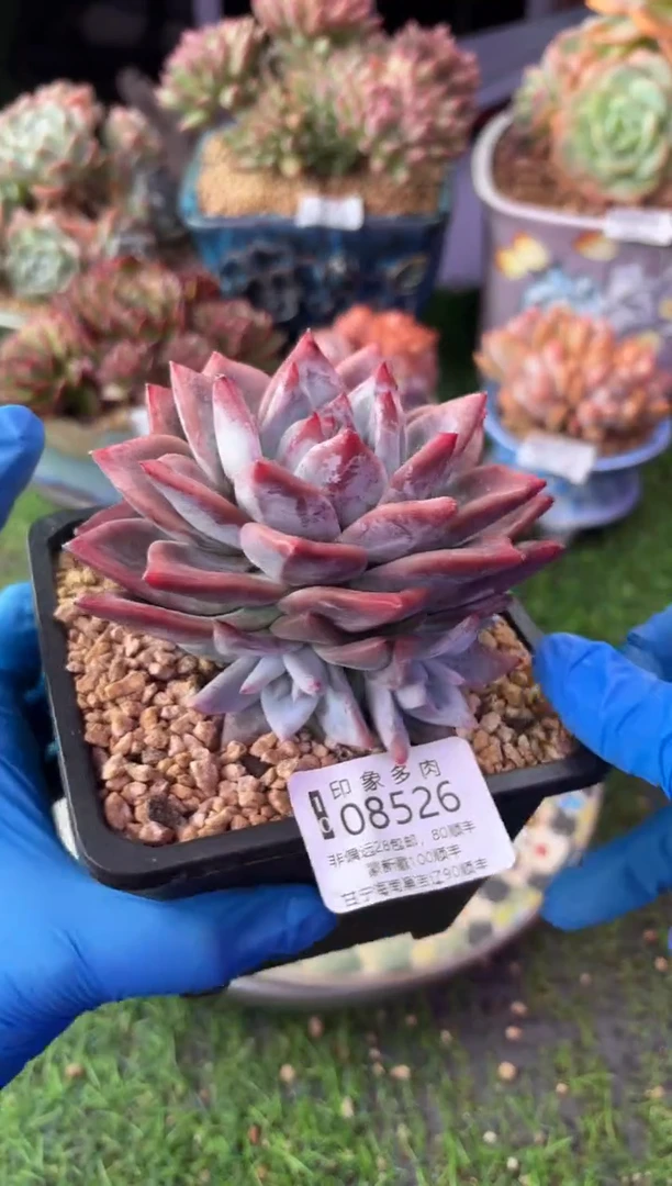 昆明印象多肉08526
