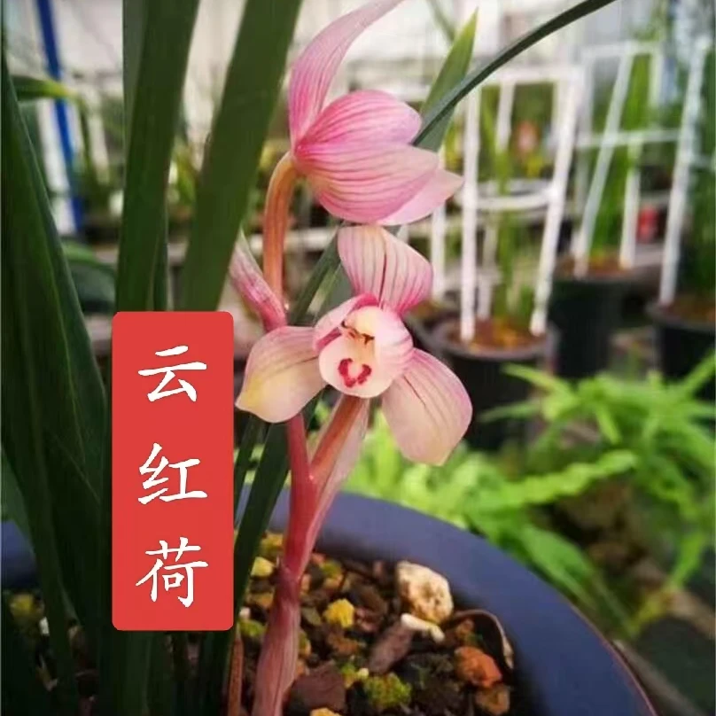 春兰【云红荷】花期12-3月份