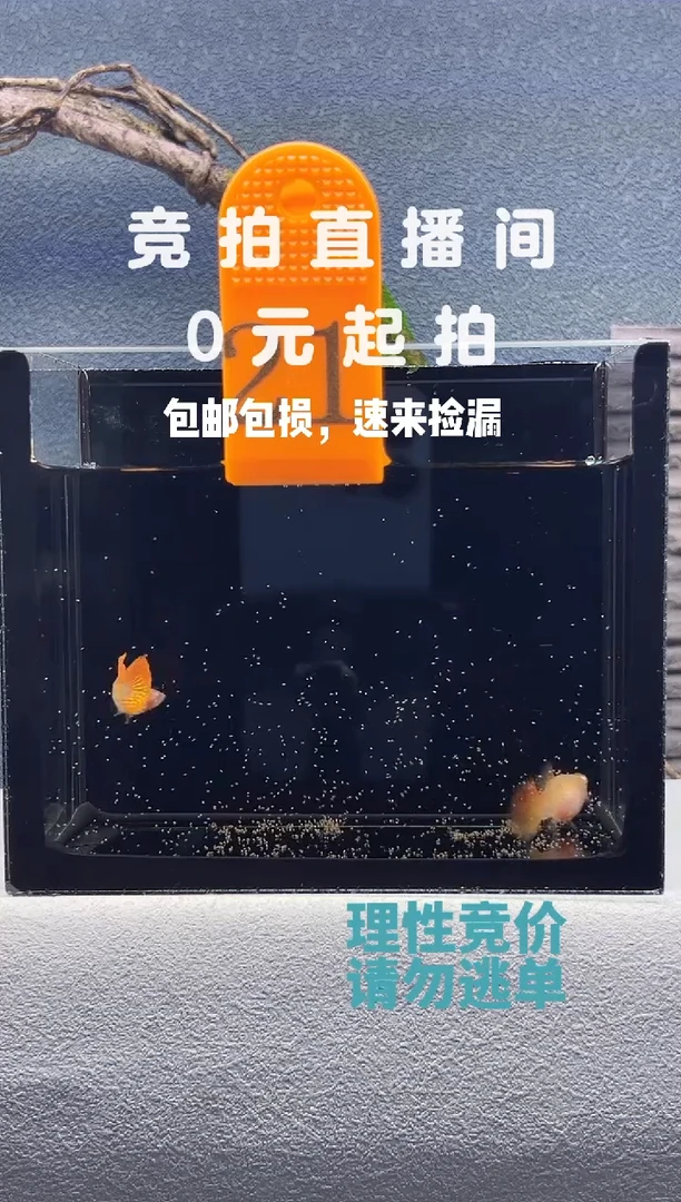 孔雀鱼带胎红龙白子一对编号21