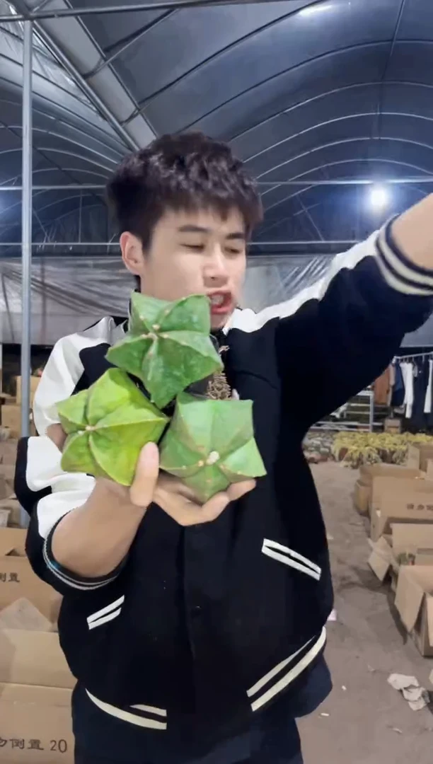 【闪购商品】3颗 实生根 鸾凤玉 5-7cm