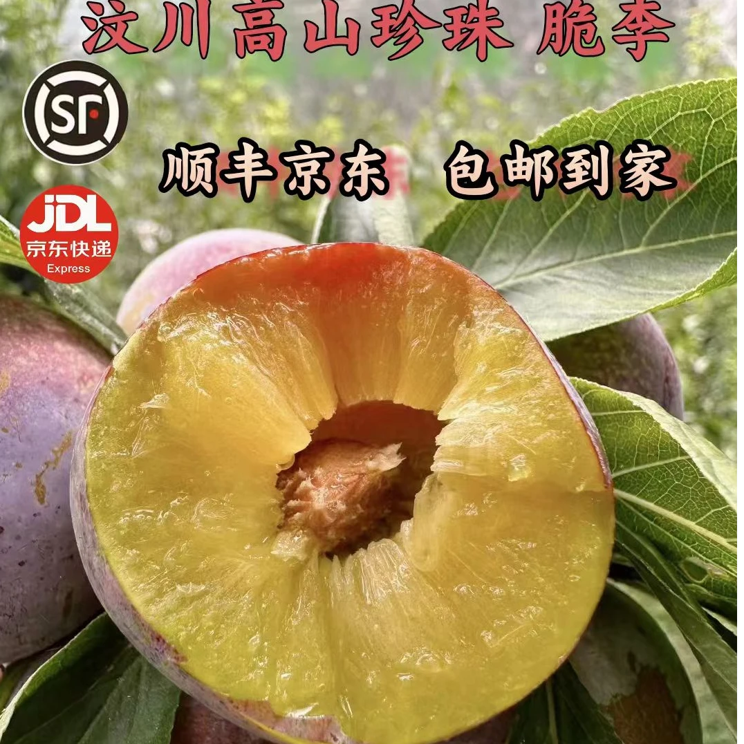 【顺丰京东】四川汶川高山小脆红脱骨李子新鲜采摘现摘现发应季水果