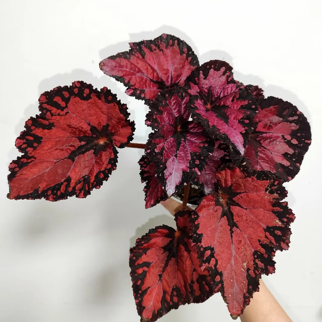 红魔秋海棠室内观赏植物耐阴好养适合书房客厅摆放网红绿植