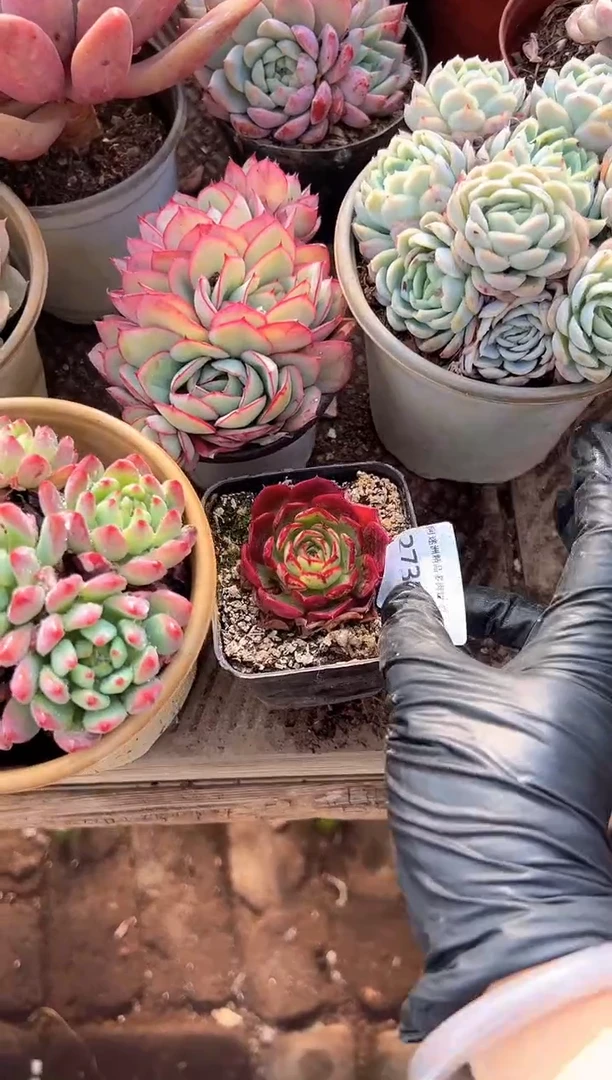 乖*兔多肉植物一物一拍27318