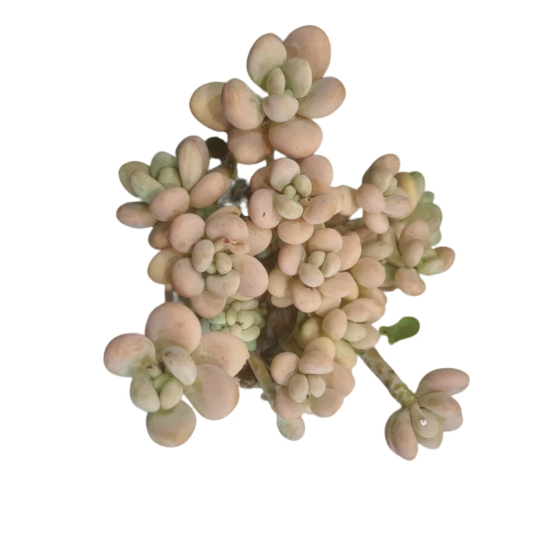 同美多肉园艺 香水洛神  粉丝福利多肉植物 直播间实物为