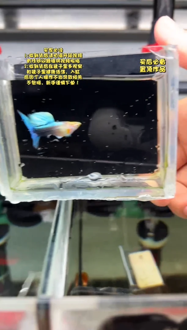 孔雀鱼无怨孔雀鱼