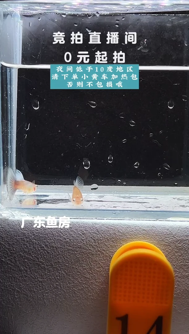 孔雀鱼拉珠丽紫尾一对编号14