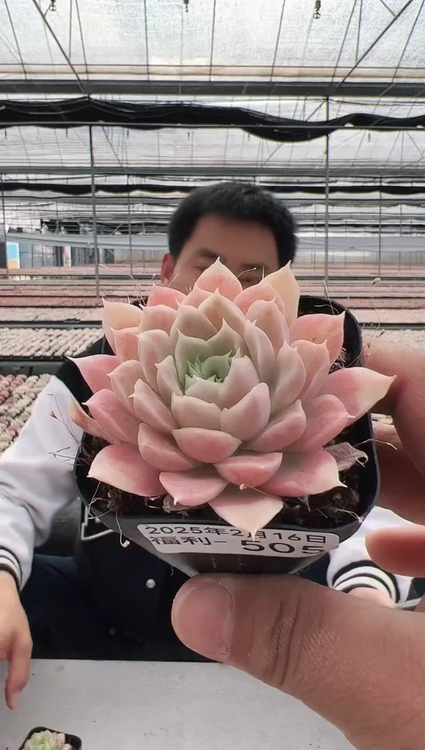 【闪购商品】福利-505