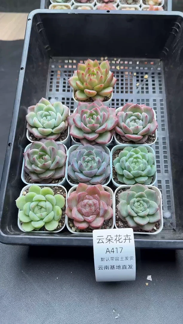 珍妮杂交多肉A417