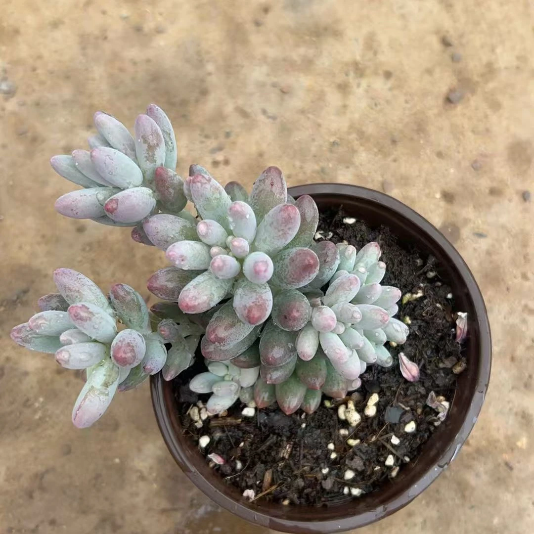 婴儿手指多肉（满9.9包邮）