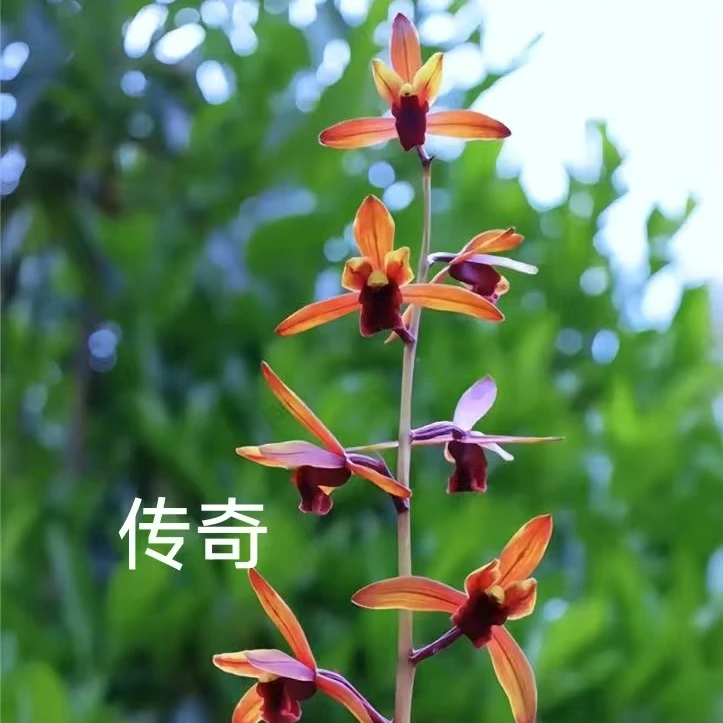 兰花直播间一物一拍墨宝兰草花直播间现场直播卖货真实